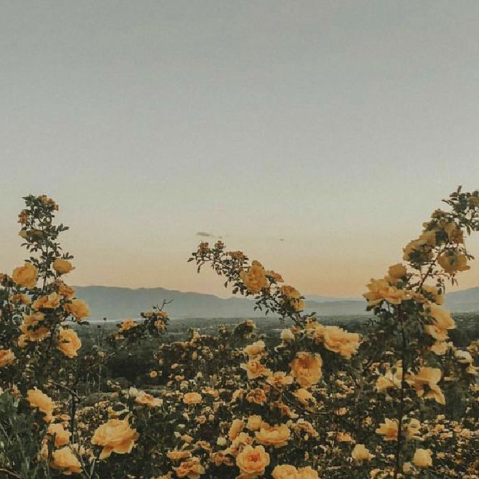 profile cover