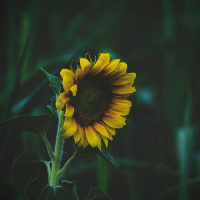 profile cover