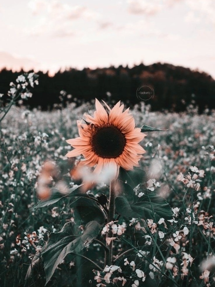 story-img