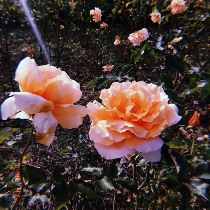 profile cover