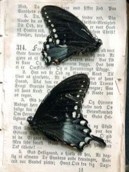 story-img