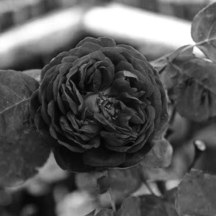 profile cover