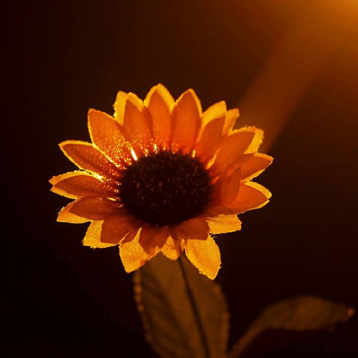 profile cover