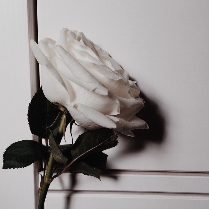 profile cover