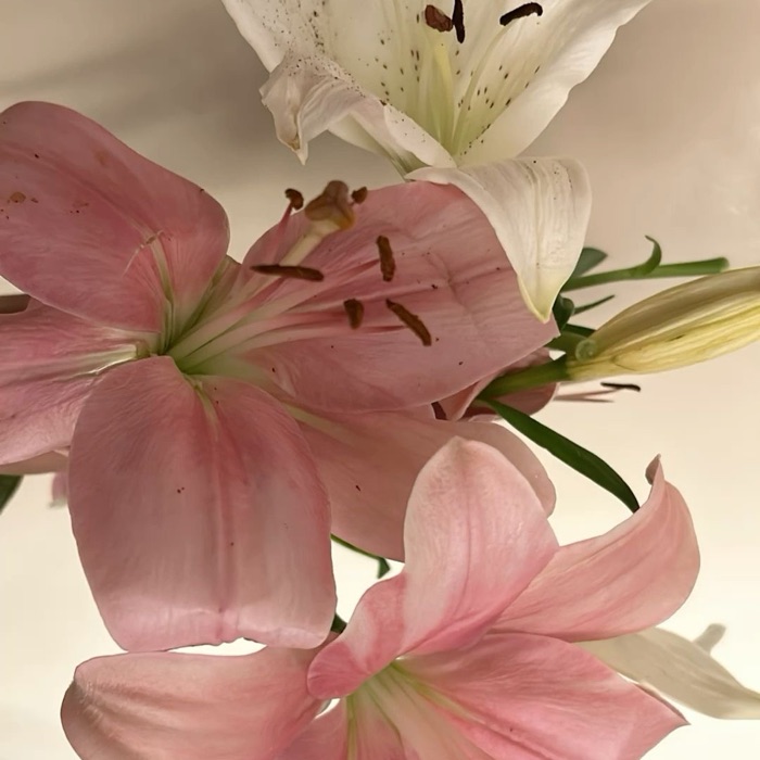 profile cover