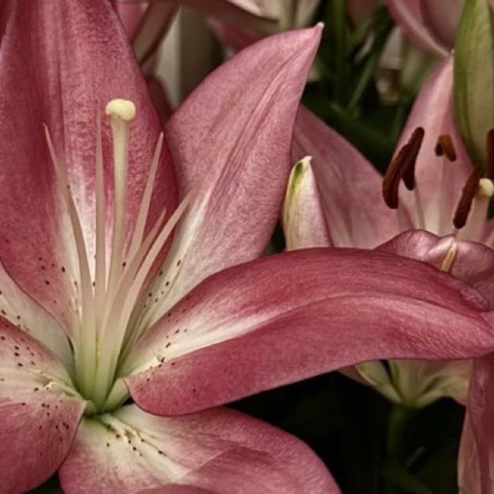 profile cover