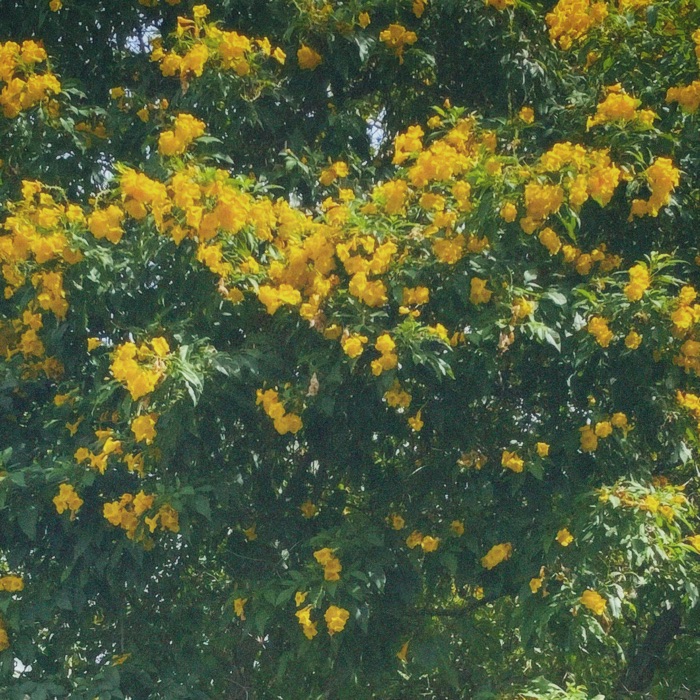 profile cover