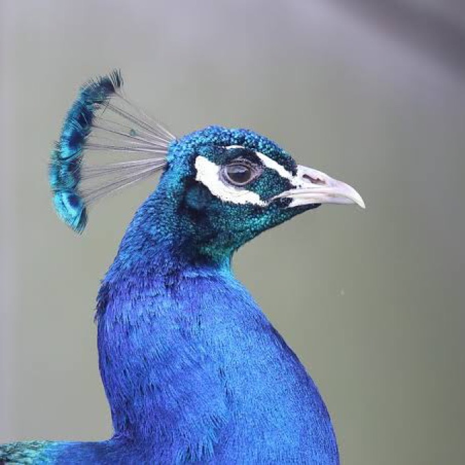 profile cover