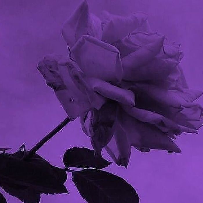 profile cover