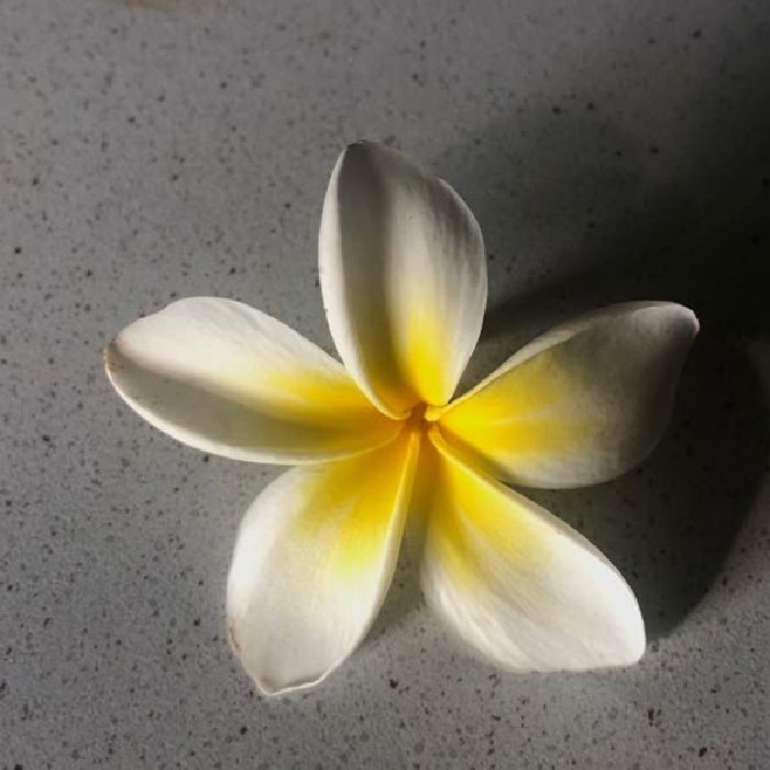 profile cover