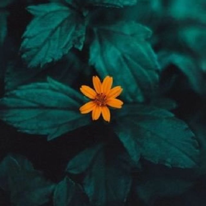 profile cover