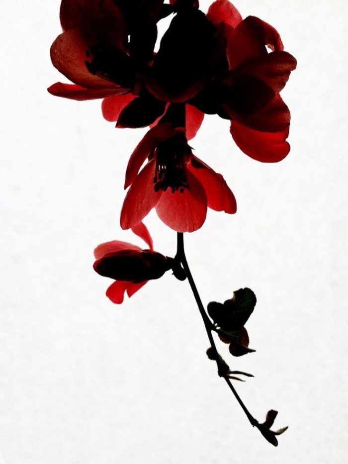 story-img