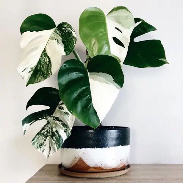 profile cover