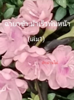 story-img