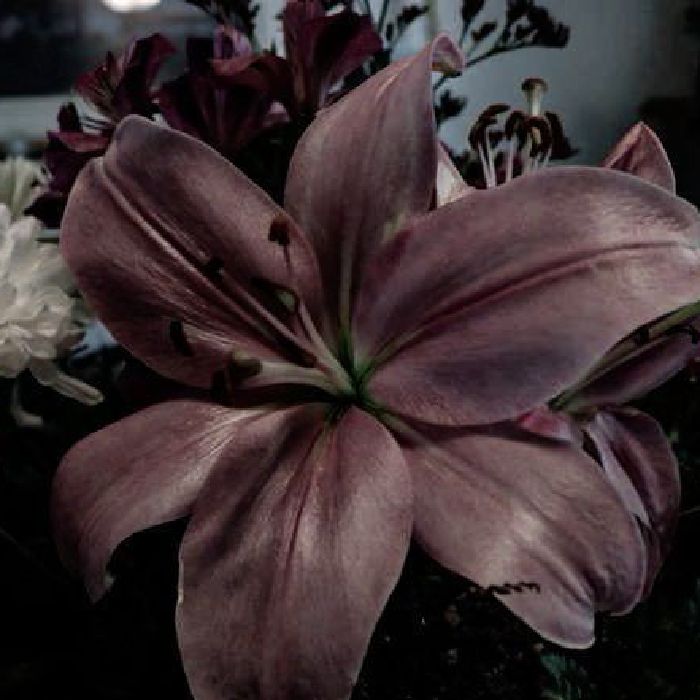 profile cover