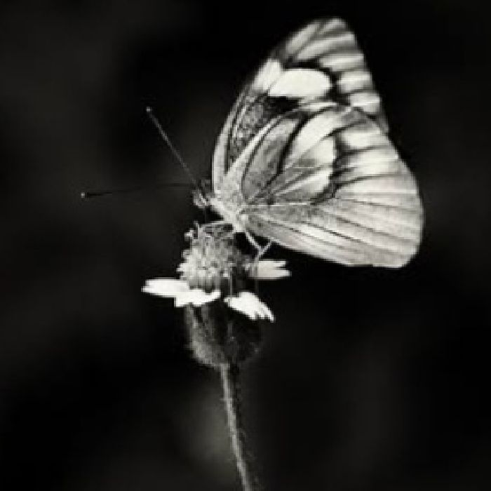 profile cover