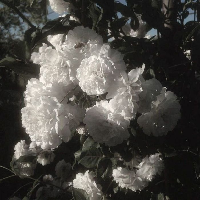 profile cover