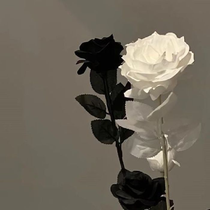 profile cover
