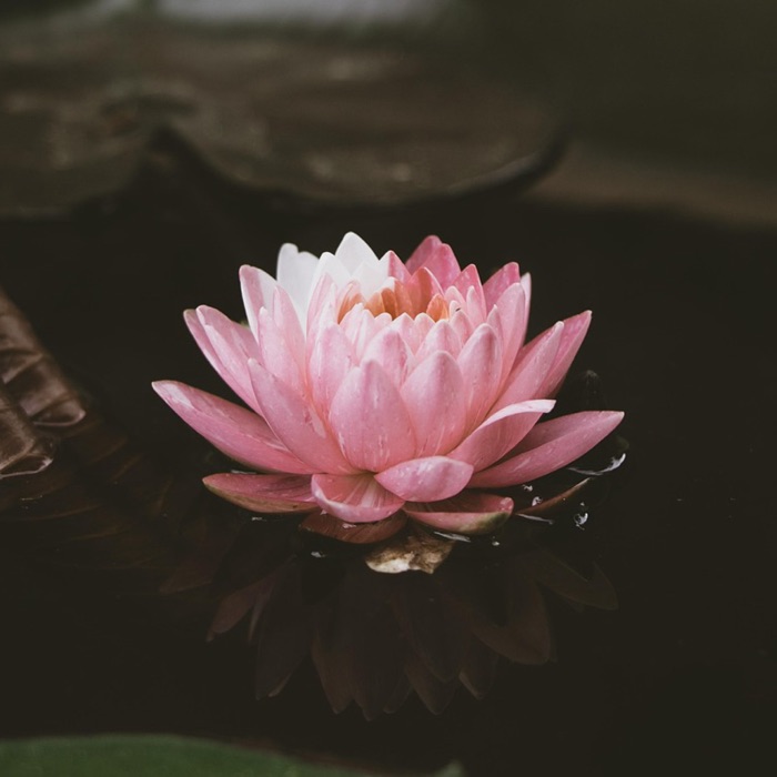 profile cover