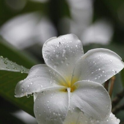profile cover