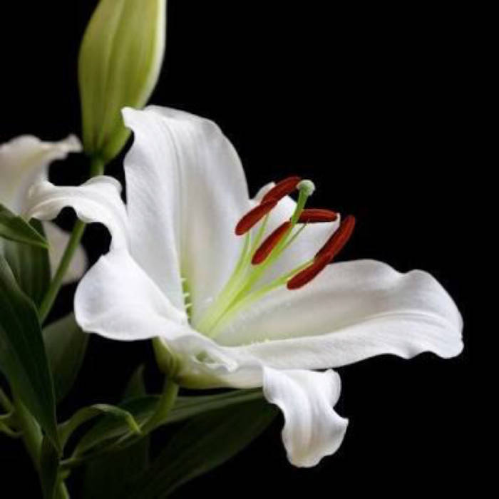 profile cover