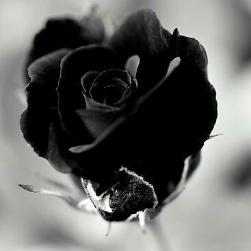 profile cover