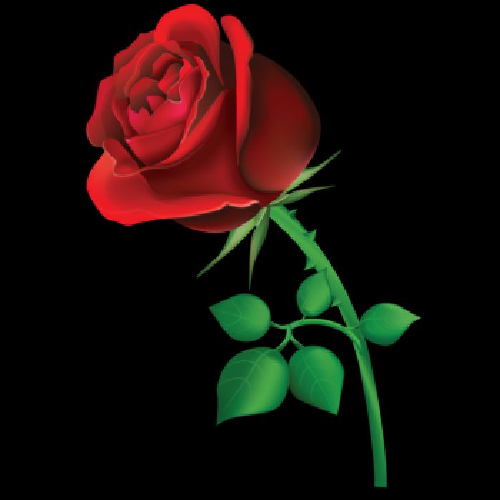 profile cover